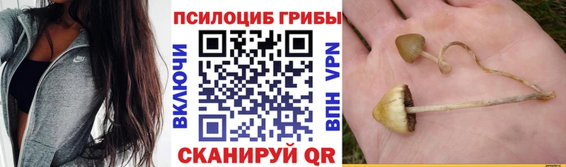 Купить где  Мамоново  Псилоцибиновые грибы GOLDEN TEACHER 